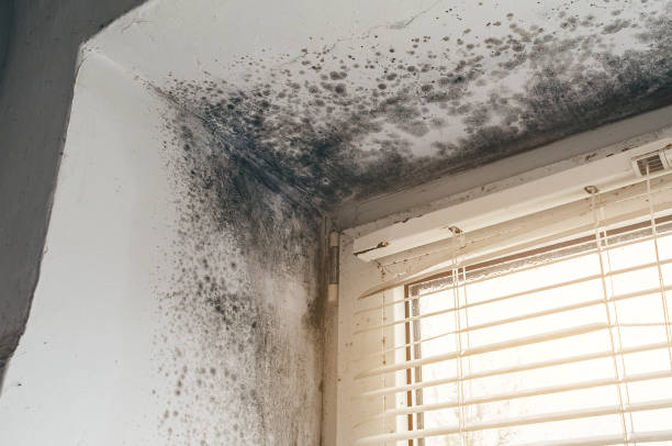 Affordable Commercial Mold Remediation solutions in Park Ridge, NJ